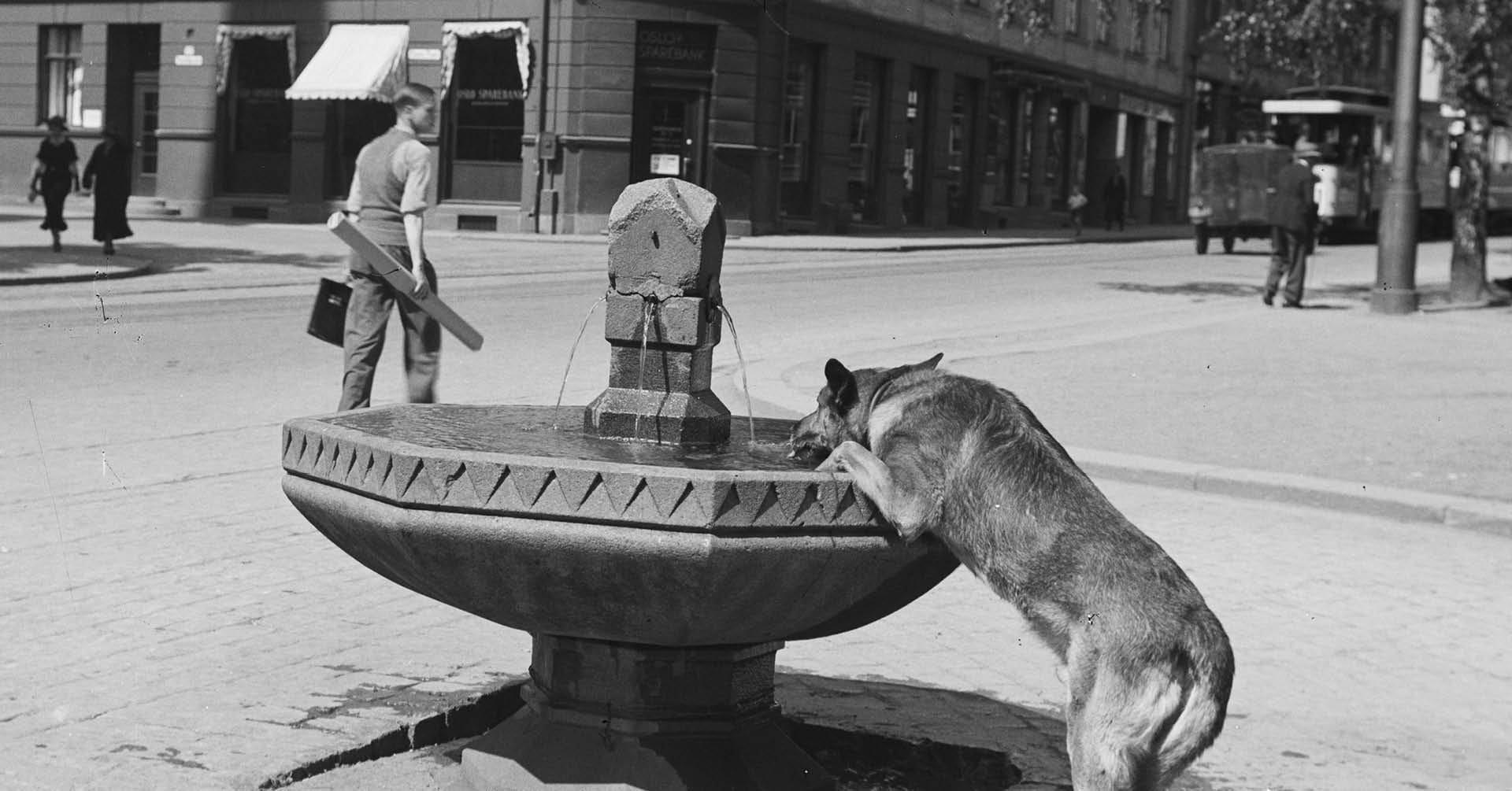 Bilde av hund som drikker fra fontene