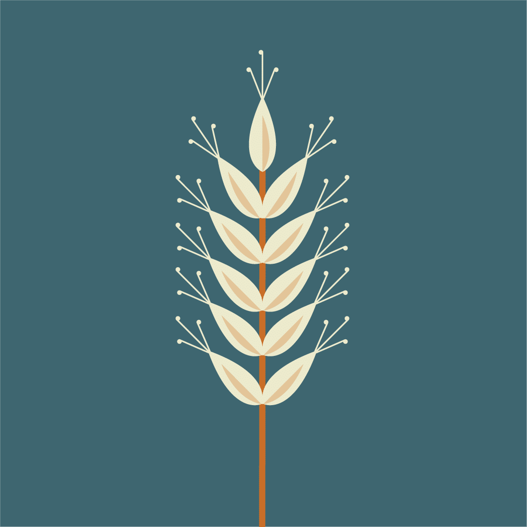 Illustrasjon av korn i hvitt og oransje, på blå bakgrunn.