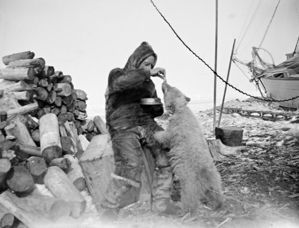 Roald Amundsen og isbjørnunge, 1920